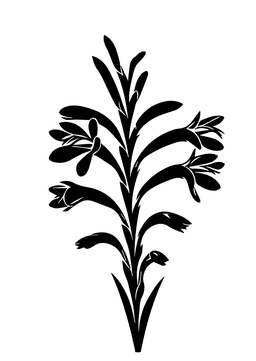 Fynbos flower